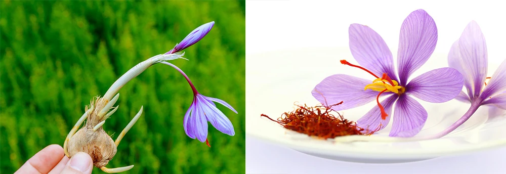 Saffron grow from corms
