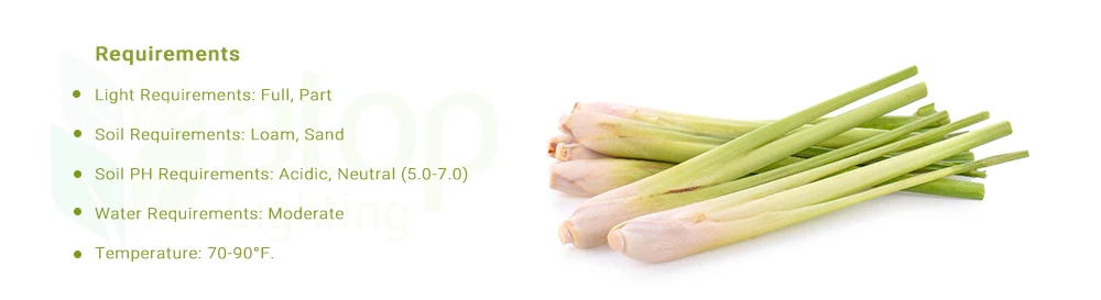 care tips and requirements of lemongrass