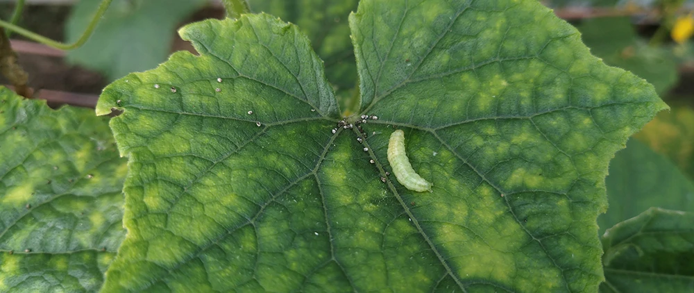 cucumber leaves fading and turn yellow because of pest