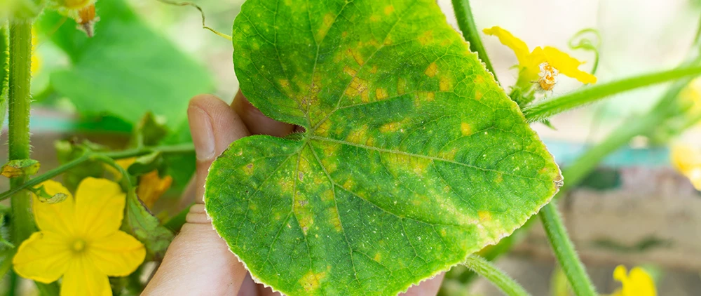 cucumber leaves turning yellow because of Mosaic Virus