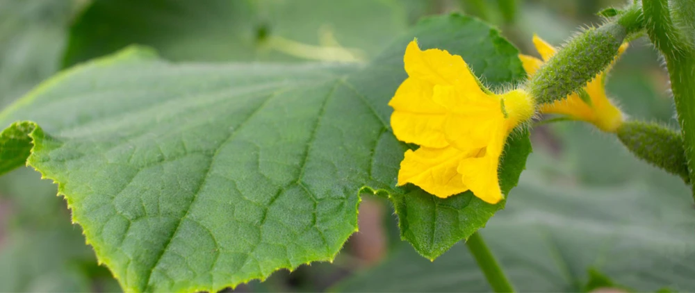 cucumber leaves with yellow edges because of nutrient deficiency