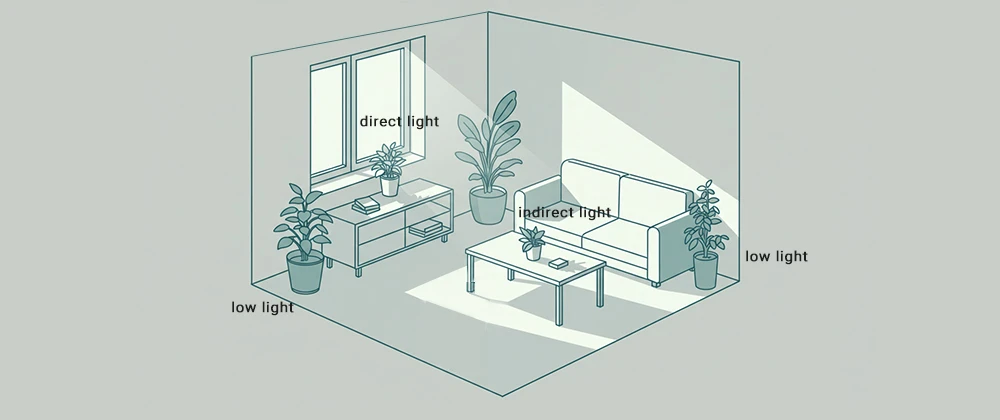 direct indirect and low light for indoor plants