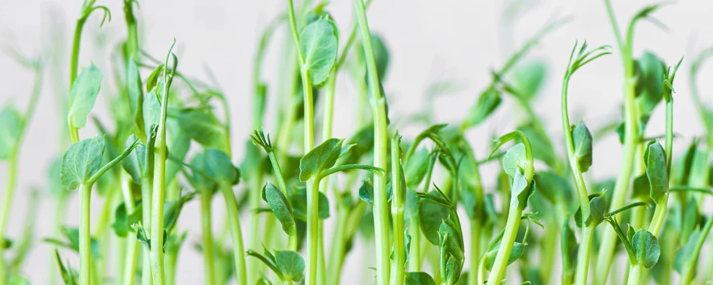 fresh healthy cowpea microgreens