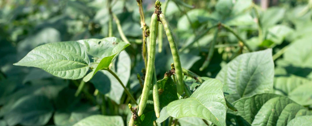green long fresh cowpea on the plants and green leaves