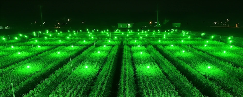 green onion grow with green LED light at night