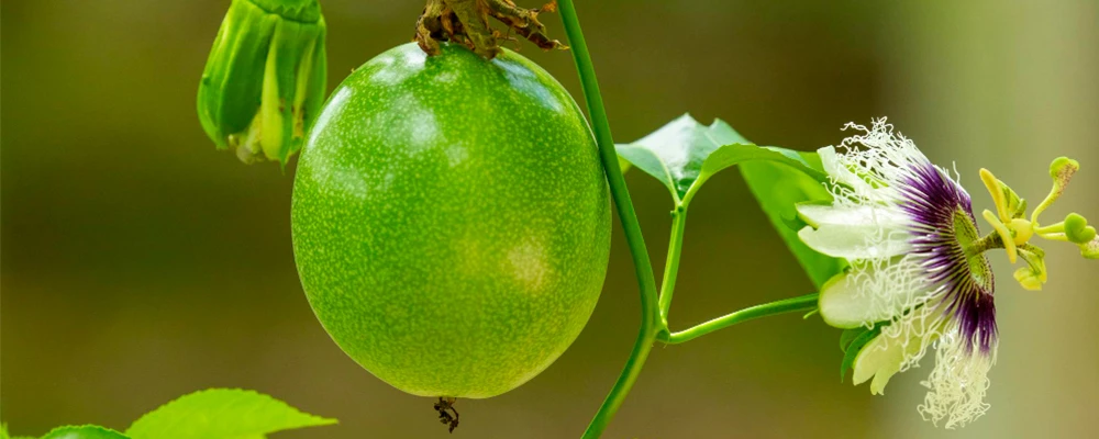 green passion fruit and its flower