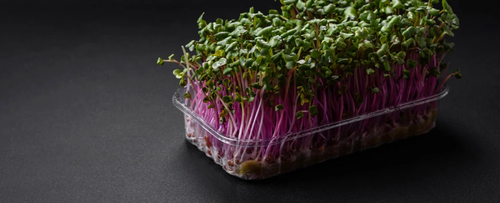 kohlrabi microgreens in the glass