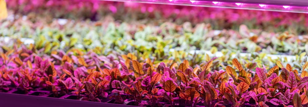 microgreens grow under LED grow light in vertical farms