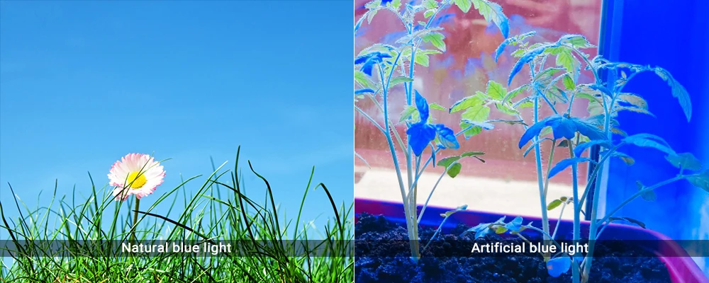 natural blue light and artificial blue light for plants