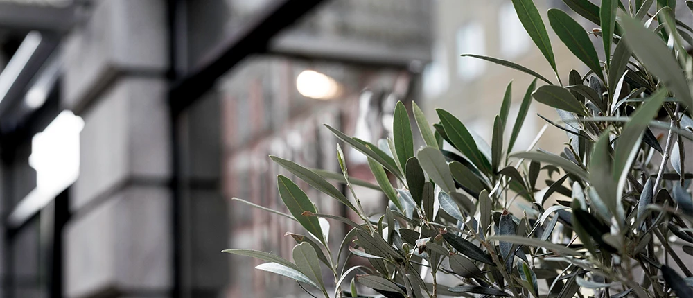 olive leaves were illuminated under light indoors