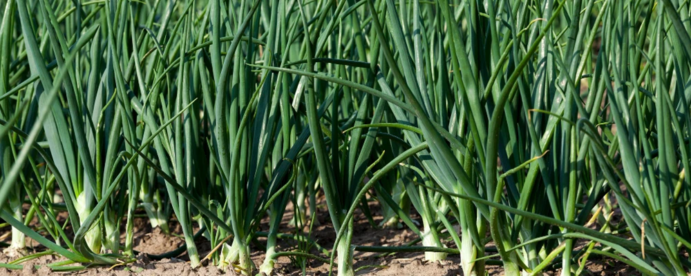 open field soil green onions