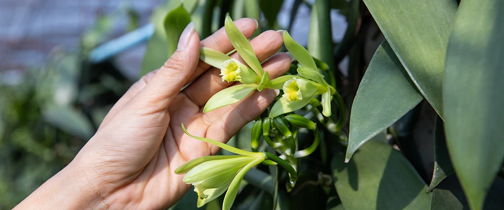 orchid leaves and flowers