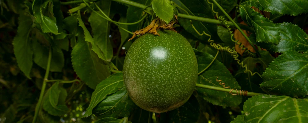 passion fruit with many green leaf