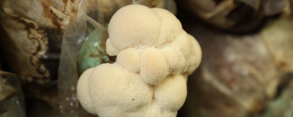 pompom white lion's mage