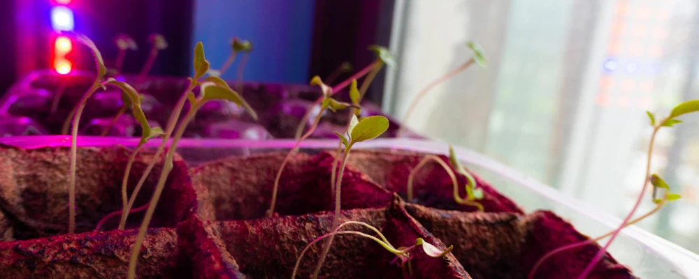 seedlings grow under insufficient lighting being leggy
