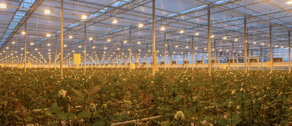 white roses grown in greenhouse under warm white light