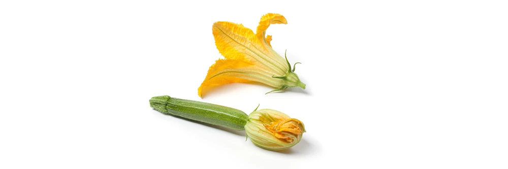 zucchini male and female flowers