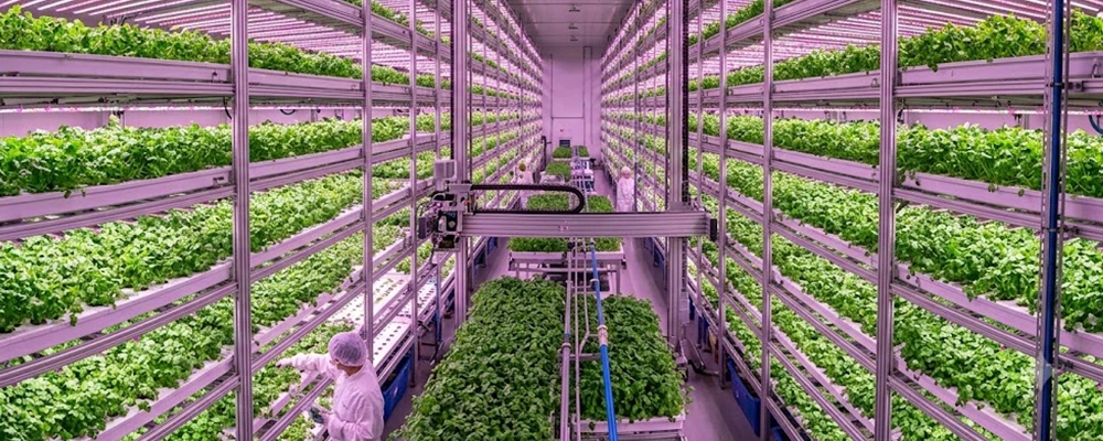 Cilantro Indoor Production