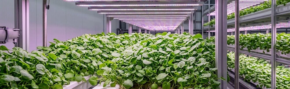 indoor watercress vertical farms plant factory cultivation