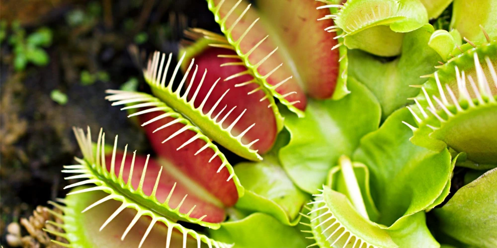 Venus Flytrap Dionaea muscipula