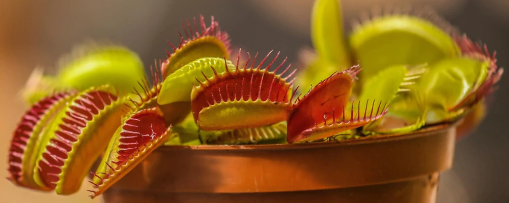 Venus flytraps with deep ruby red traps