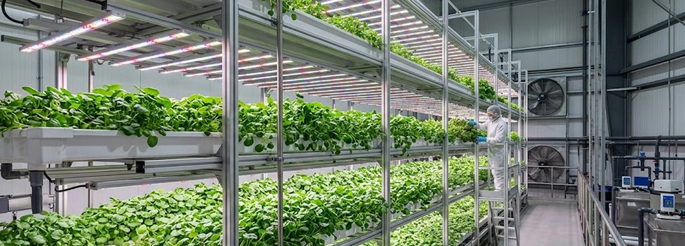 commercial vertical farm hydroponic watercress