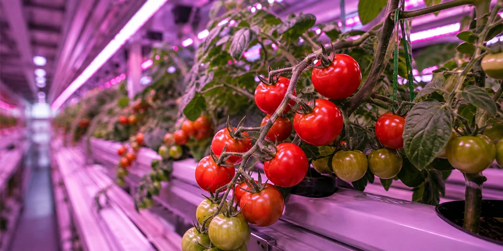 dwarf tomato small cherry tomatoes grow indoors