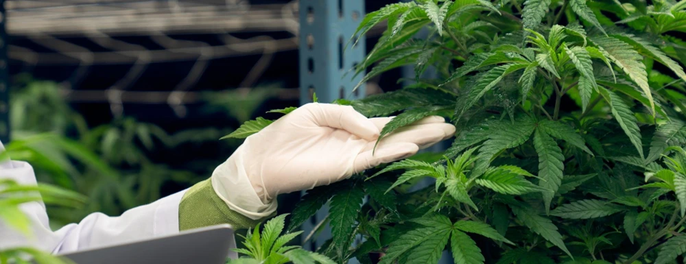 hemp research in indoor grow room