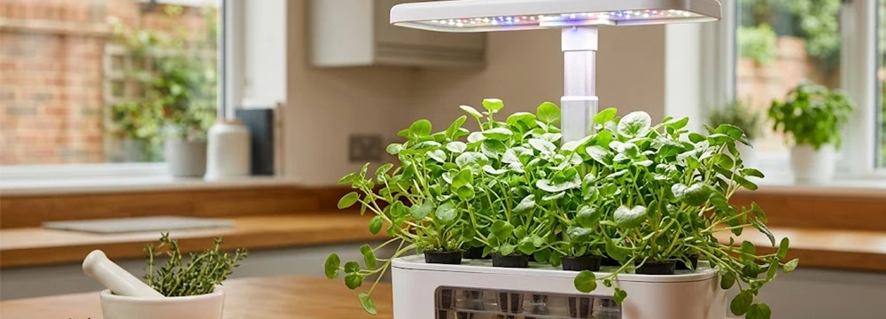 home growing hydroponic watercress
