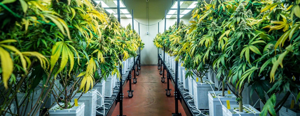 modern medical hemp indoor grow room with LED grow lights