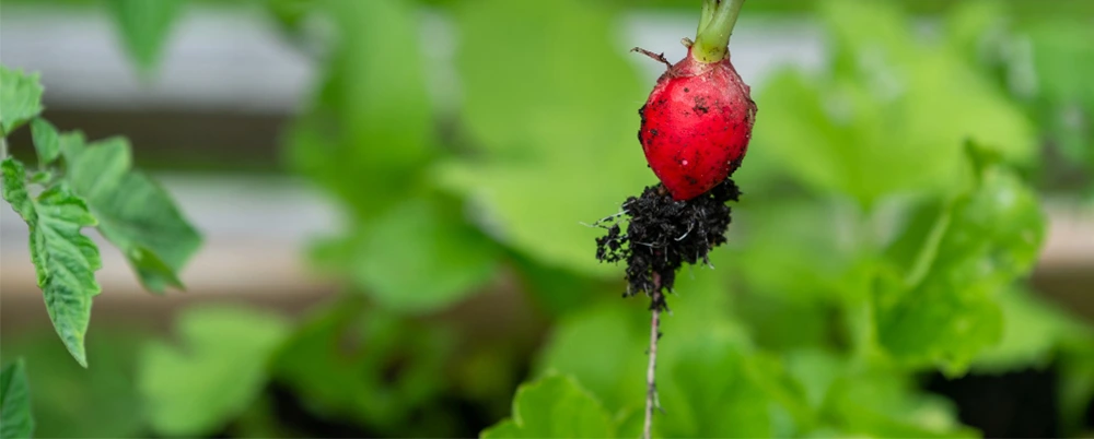small radish root and large leaves around
