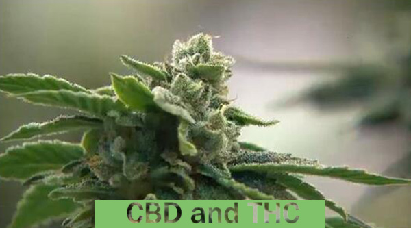 CBD and THC