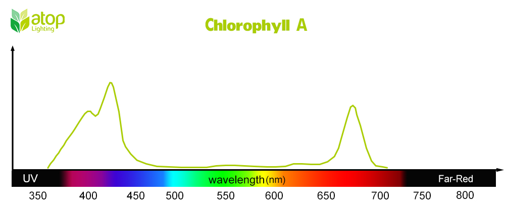 Chlorophyll A light absorption curve01