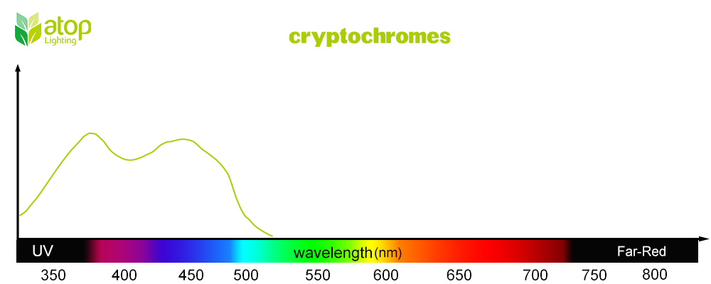 Cryptochromes light absorption curve