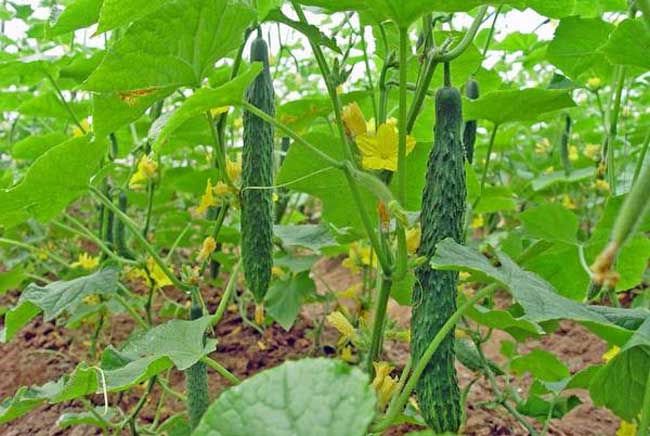 Cucumbers growing indoor