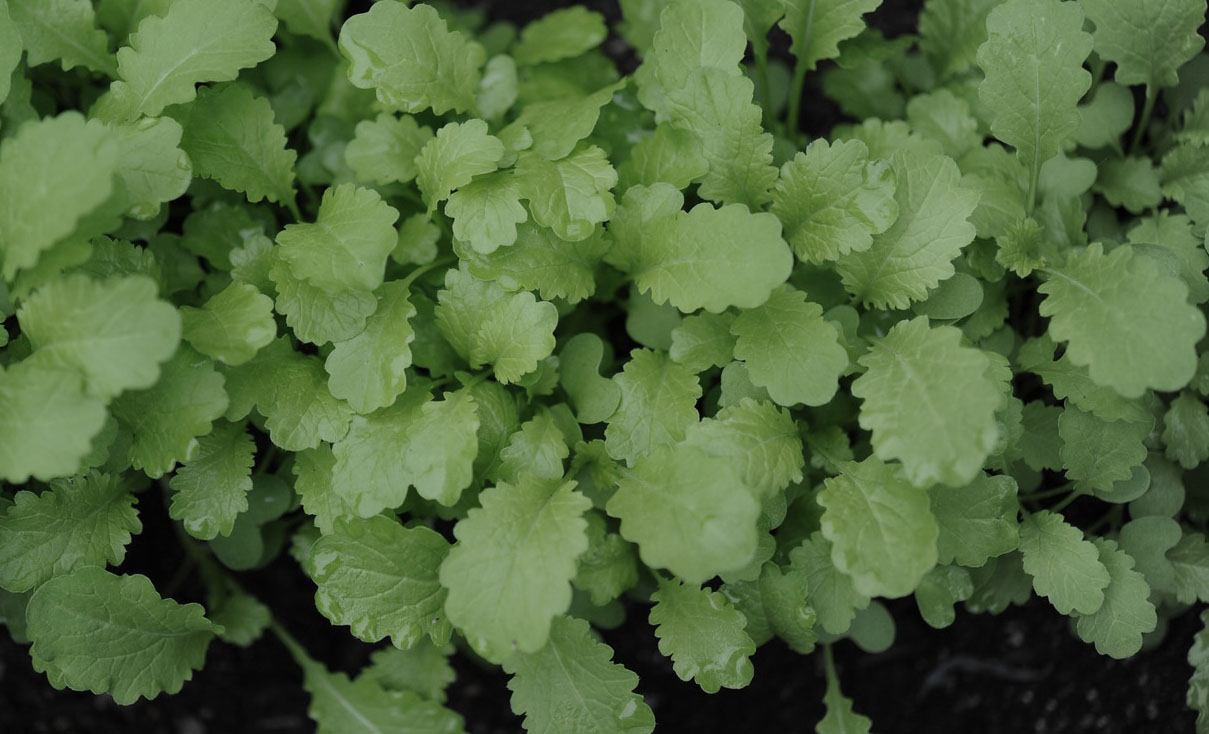 Mustard Greens growing indoor