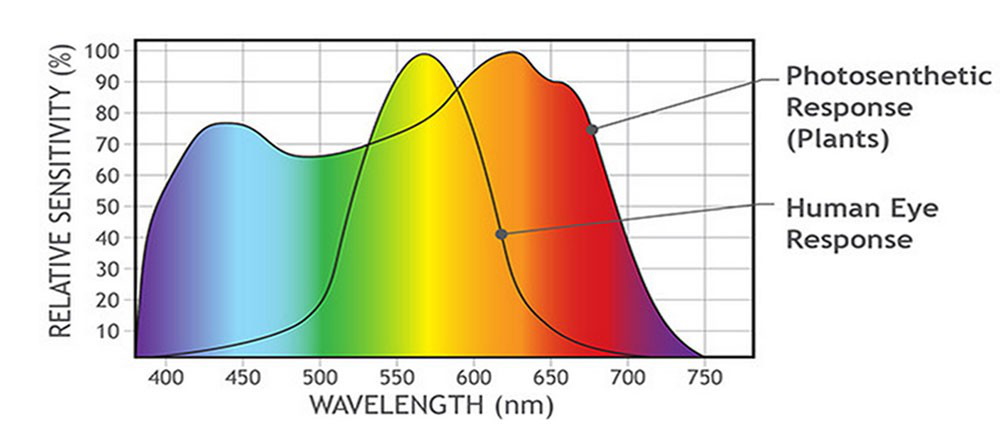 The difference of light toward humans and plants