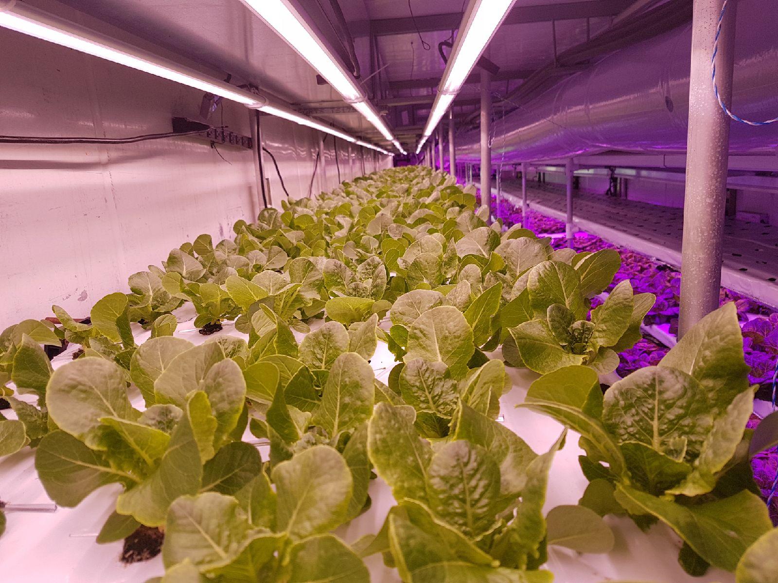 atop lighting led grow light for vertical farming