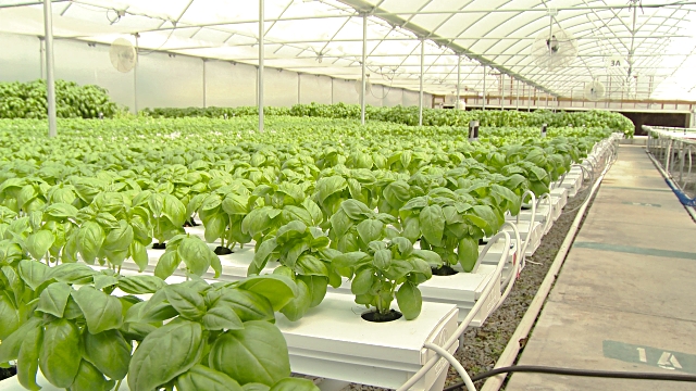 basil growing indoor