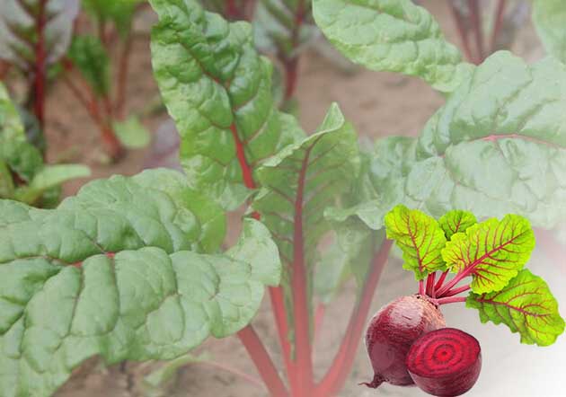 beets growing indoor