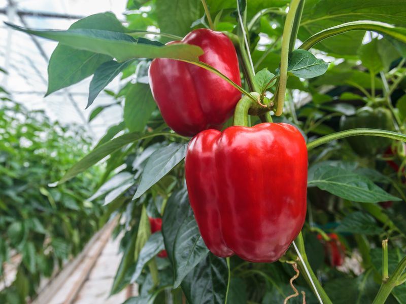 bell peppers growing indoor