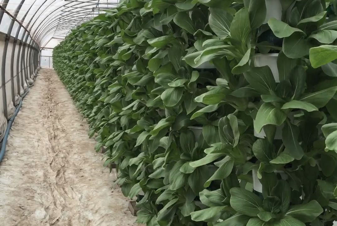 bok choy growing indoor