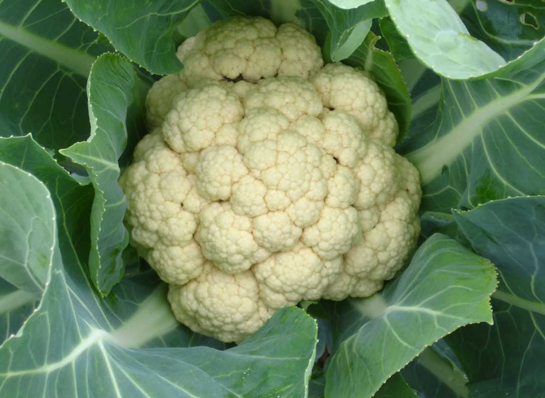 cauliflower growing indoor