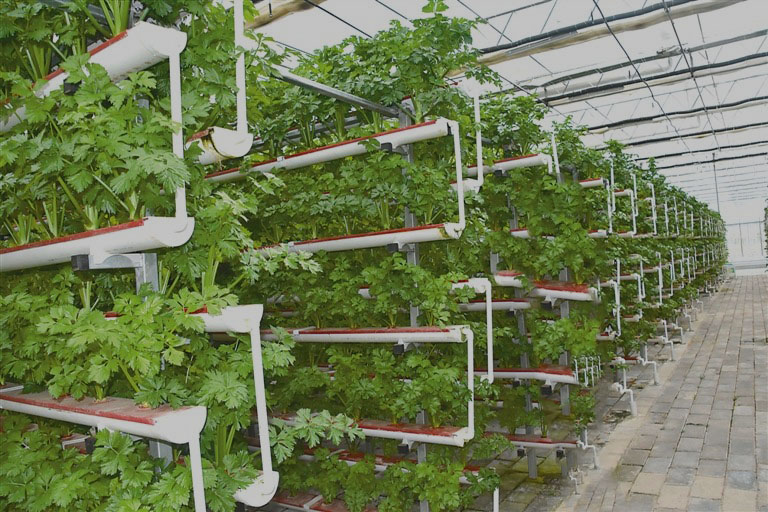 celery growing indoor