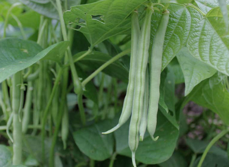 dwarf beans growing indoor