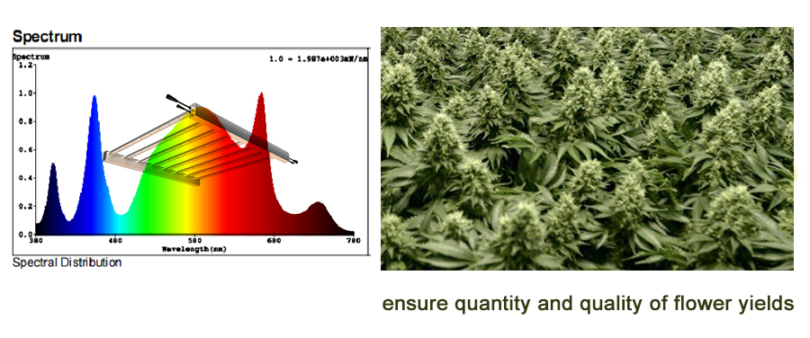 far red light ensure the quantity and quality of flowering yield