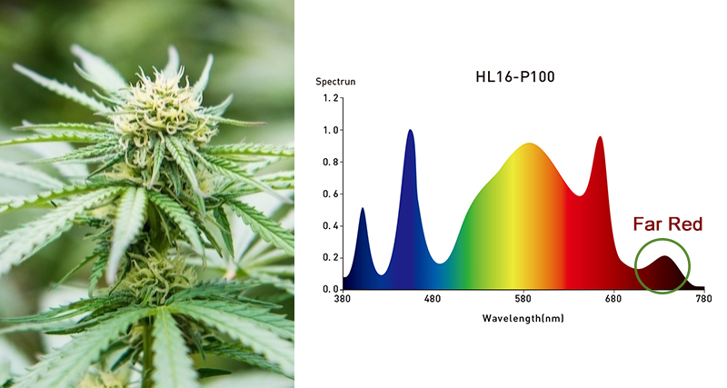 far red light included cannabis led grow light