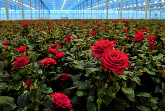 flowers growing indoor