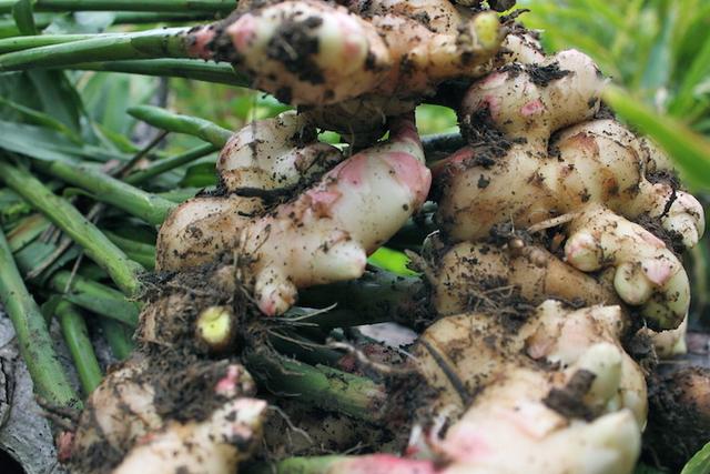 ginger growing indoor