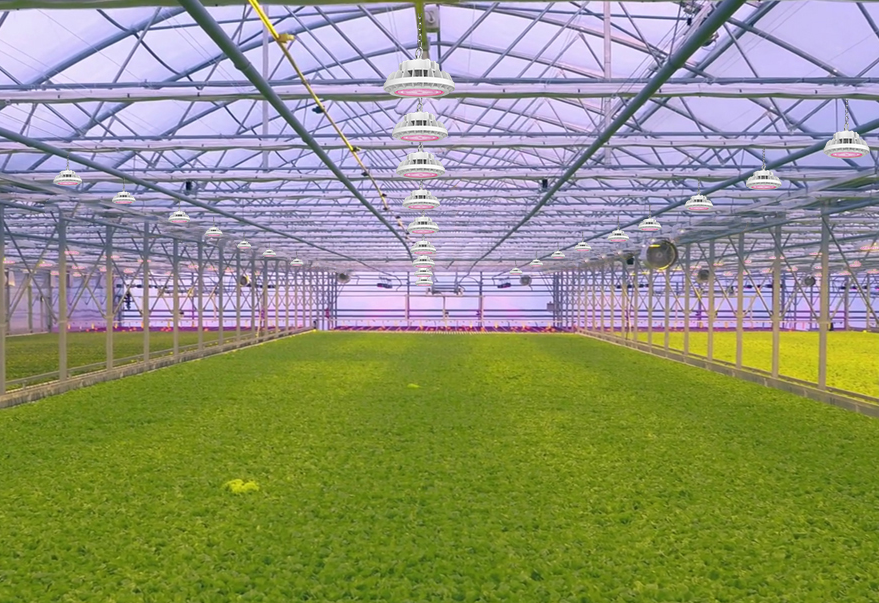 greenhouse tiled planting